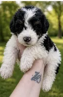 Paris , a female Bernedoodle for sale in Durant, OK – 5 of 9