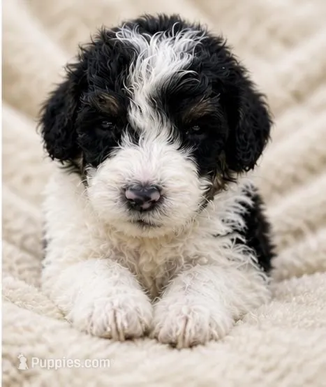 Petunia – Bernedoodle puppy for sale in Durant, OK