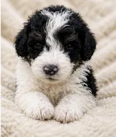 Paris , a female Bernedoodle for sale in Durant, OK – 1 of 9