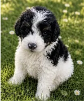 Paris , a female Bernedoodle for sale in Durant, OK – 2 of 9