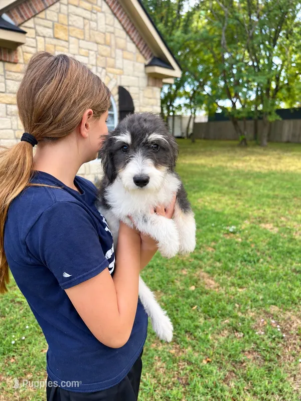 Luna  8lbs – Miniature Schnauzer puppy for sale in Durant, OK