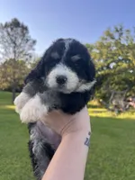 Honey Bun , a female Bernedoodle for sale in Durant, OK – 5 of 9