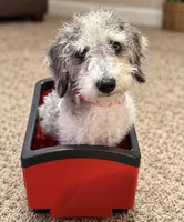 Prince ice blue eyes  toy , a male Schnoodle and Poodle - Toy  for sale in Durant, OK – 9 of 9