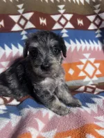 Clyde Ice blue eyes  3lbs toy , a male Schnoodle for sale in Durant, OK – 2 of 10