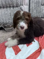Shirley , a female Bernedoodle for sale in Durant, OK – 10 of 10