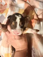 Beauty , a female Bernedoodle for sale in Durant, OK – Photo 3 of 3