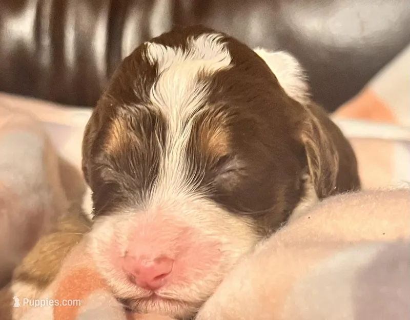 Beauty  – Bernedoodle puppy for sale in Durant, OK