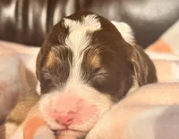Beauty , a female Bernedoodle for sale in Durant, OK – Photo 1 of 3