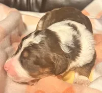 Beauty , a female Bernedoodle for sale in Durant, OK – Photo 2 of 3