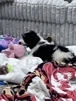 Oreo, a male Bernedoodle for sale in Durant, OK – 6 of 6