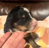Petunia , a female Bernedoodle for sale in Durant, OK – Photo 3 of 5