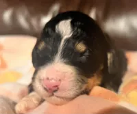 Petunia , a female Bernedoodle for sale in Durant, OK – Photo 4 of 5