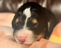 Petunia , a female Bernedoodle for sale in Durant, OK – Photo 1 of 5