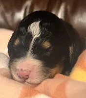 Petunia , a female Bernedoodle for sale in Durant, OK – Photo 2 of 5