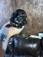 Panther, a male Schnoodle for sale in Durant, OK – 2 of 5