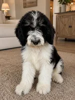 Oreo, a male Bernedoodle for sale in Durant, OK – 3 of 7