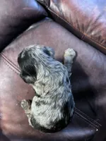 Clyde , a male Schnoodle for sale in Durant, OK – 3 of 5