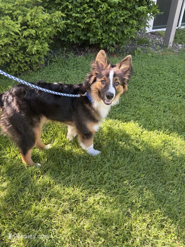 Knox – Australian Shepherd puppy for sale in Saginaw, MI