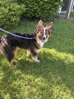 Knox, a male Australian Shepherd for sale in Saginaw, MI – 1 of 3