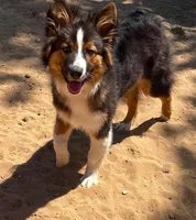 Knox, a male Australian Shepherd for sale in Saginaw, MI – 2 of 3
