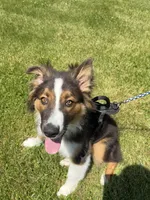 Knox, a male Australian Shepherd for sale in Saginaw, MI – 3 of 3