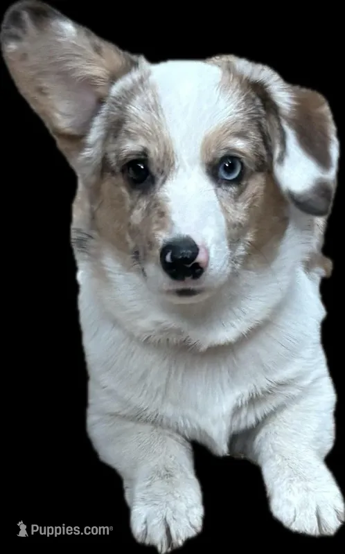 CKC Cowboy  – Pembroke Welsh Corgi puppy for sale in Lincoln, CA