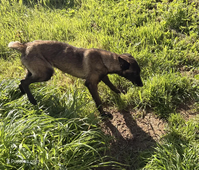 Jinx – Belgian Malinois puppy for sale in Lincoln, CA