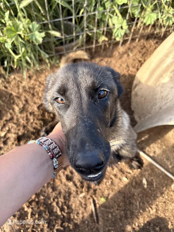 Jinx – Belgian Malinois puppy for sale in Lincoln, CA