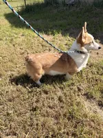 Sky, a female Pembroke Welsh Corgi for sale in Lincoln, CA – Photo 4 of 4