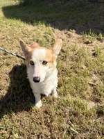 Sky, a female Pembroke Welsh Corgi for sale in Lincoln, CA – Photo 3 of 4