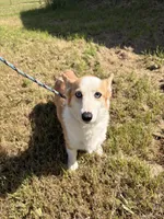 Sky, a female Pembroke Welsh Corgi for sale in Lincoln, CA – Photo 2 of 4