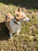 Sky, a female Pembroke Welsh Corgi for sale in Lincoln, CA – Photo 1 of 4