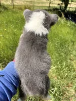 Lilly, a female Pembroke Welsh Corgi for sale in Lincoln, CA – Photo 4 of 4