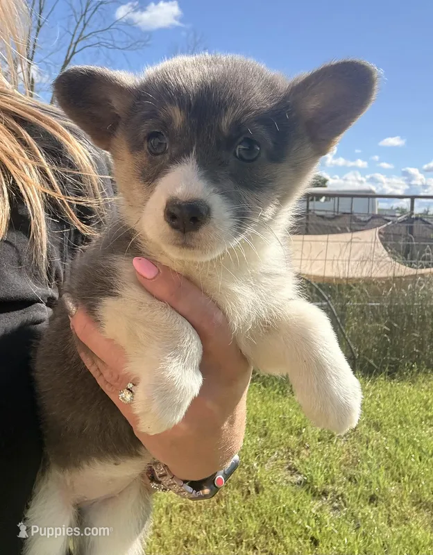 AKC Lilly (Bluie) – Pembroke Welsh Corgi puppy for sale in Lincoln, CA