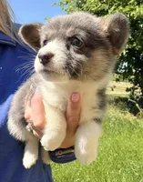 Lilly, a female Pembroke Welsh Corgi for sale in Lincoln, CA – Photo 2 of 4