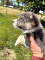Lilly, a female Pembroke Welsh Corgi for sale in Lincoln, CA – Photo 3 of 4