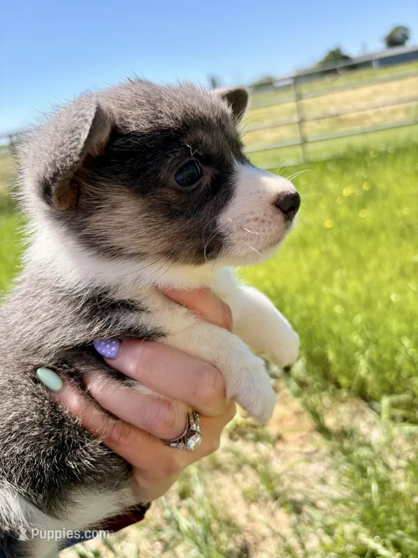Lilly – Pembroke Welsh Corgi puppy for sale in Lincoln, CA