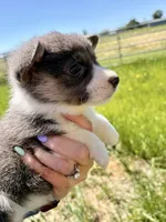 Lilly, a female Pembroke Welsh Corgi for sale in Lincoln, CA – Photo 1 of 4