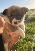 AKC Riley , a male Pembroke Welsh Corgi for sale in Lincoln, CA – Photo 2 of 4