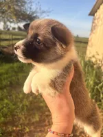 AKC Riley , a male Pembroke Welsh Corgi for sale in Lincoln, CA – Photo 3 of 4