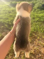 AKC Riley , a male Pembroke Welsh Corgi for sale in Lincoln, CA – Photo 4 of 4