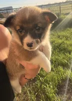 AKC Riley , a male Pembroke Welsh Corgi for sale in Lincoln, CA – Photo 1 of 4