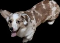 CKC Cowboy , a male Pembroke Welsh Corgi for sale in Lincoln, CA – 2 of 3