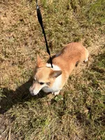 Butter , a female Pembroke Welsh Corgi for sale in Lincoln, CA – Photo 5 of 5