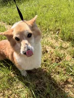 Butter , a female Pembroke Welsh Corgi for sale in Lincoln, CA – Photo 3 of 5