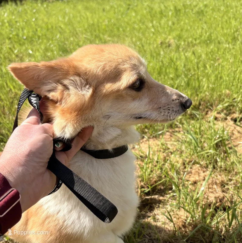 Butter , a female Pembroke Welsh Corgi for sale in Lincoln, CA – Photo 1 of 5