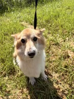 Butter , a female Pembroke Welsh Corgi for sale in Lincoln, CA – Photo 2 of 5