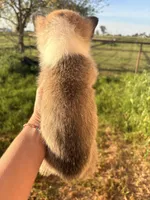 AKC Ella, a female Pembroke Welsh Corgi for sale in Lincoln, CA – Photo 3 of 3
