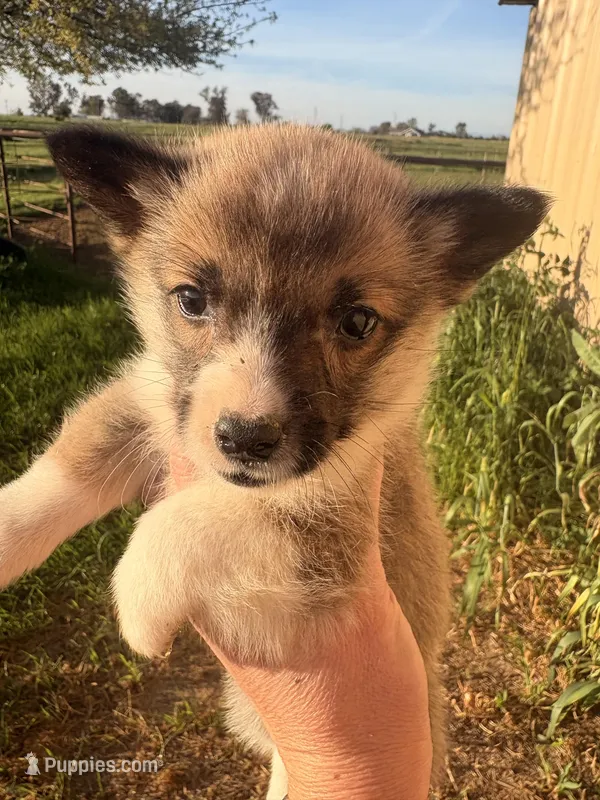 AKC Ella – Pembroke Welsh Corgi puppy for sale in Lincoln, CA