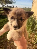AKC Ella, a female Pembroke Welsh Corgi for sale in Lincoln, CA – Photo 1 of 3